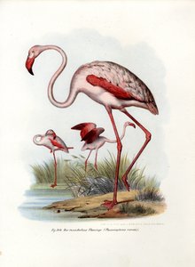 オオフラミンゴ、1864 作： German School